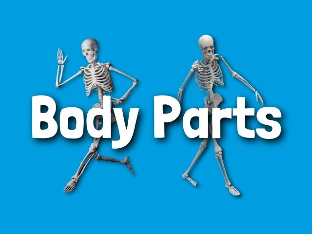 Body Parts