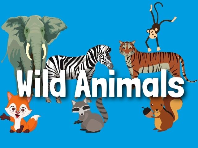 Wild Animals