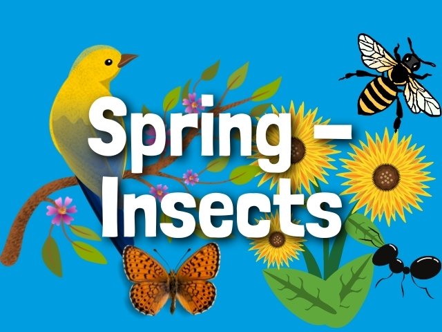 Spring - Insects